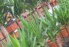 Moorabbinplant-nursery-10.jpg; ?>