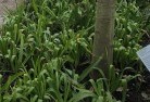 Moorabbinplant-nursery-23.jpg; ?>