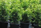 Moorabbinplant-nursery-24.jpg; ?>