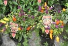 Moorabbinplant-nursery-27.jpg; ?>