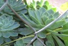Moorabbinplant-nursery-28.jpg; ?>